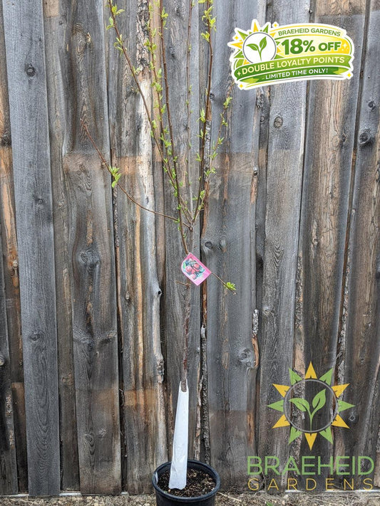 Pembina Plum- Tree for sale, Grown in Grande Prairie -Braeheid Gardens Ltd. on Emerson Trail
