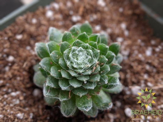 Sempervivum 'Cobweb'