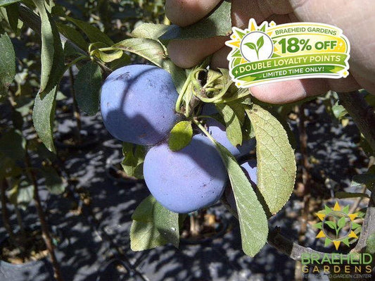 Mount Royal Plum- Tree for sale, Grown in Grande Prairie -Braeheid Gardens Ltd. on Emerson Trail