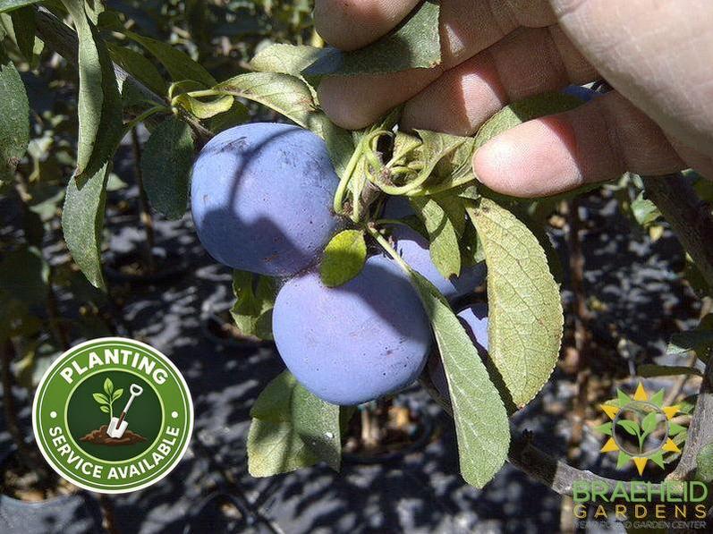 Mount Royal Plum- Tree for sale, Grown in Grande Prairie -Braeheid Gardens Ltd. on Emerson Trail