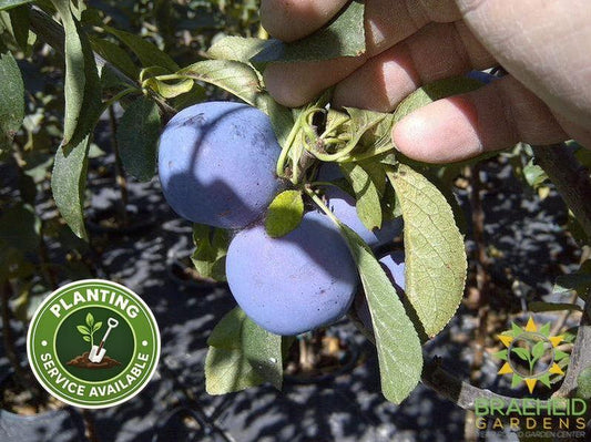 Mount Royal Plum- Tree for sale, Grown in Grande Prairie -Braeheid Gardens Ltd. on Emerson Trail