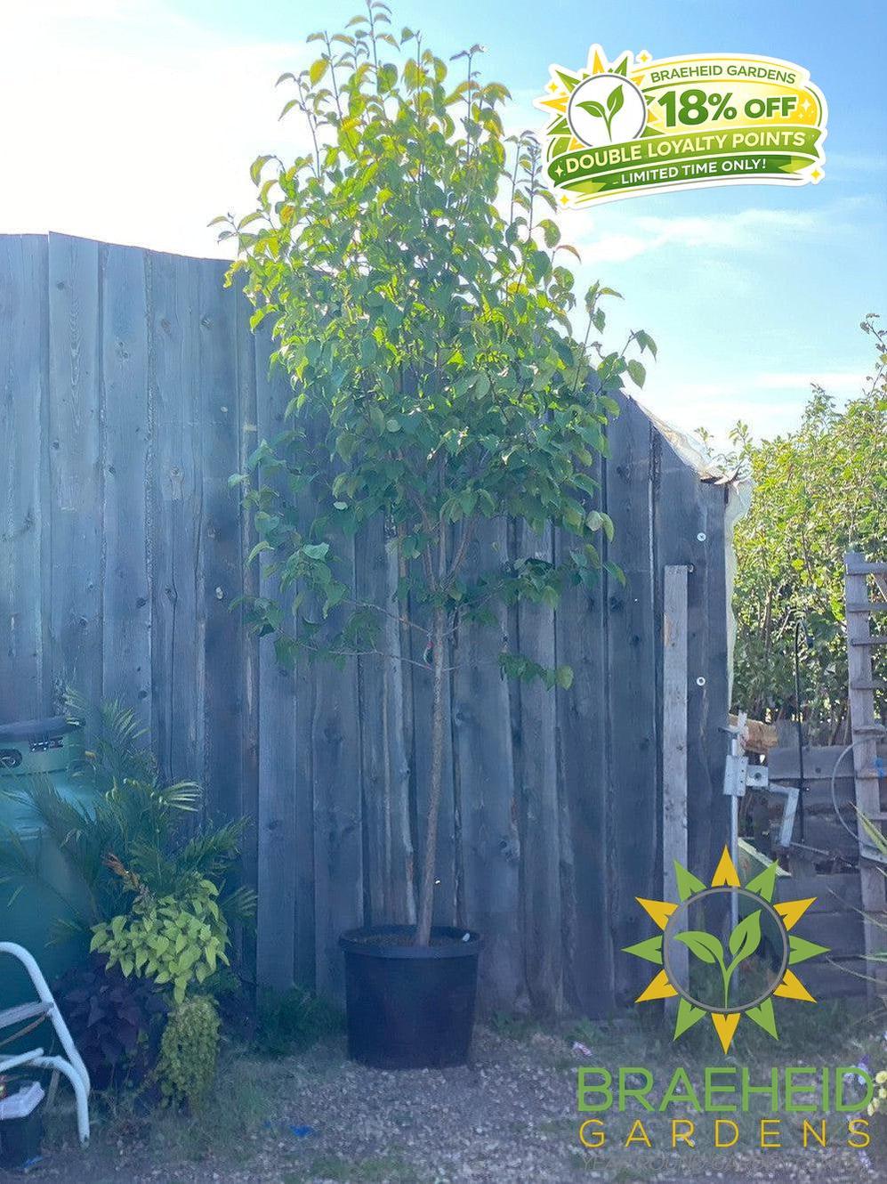 Japanese Tree Lilac- Tree for sale, Grown in Grande Prairie -Braeheid Gardens Ltd. on Emerson Trail