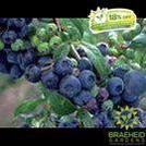 Buy Northland Blueberry an Edible Shrub in Grande Prairie Alberta - Braeheid Gardens Ltd.