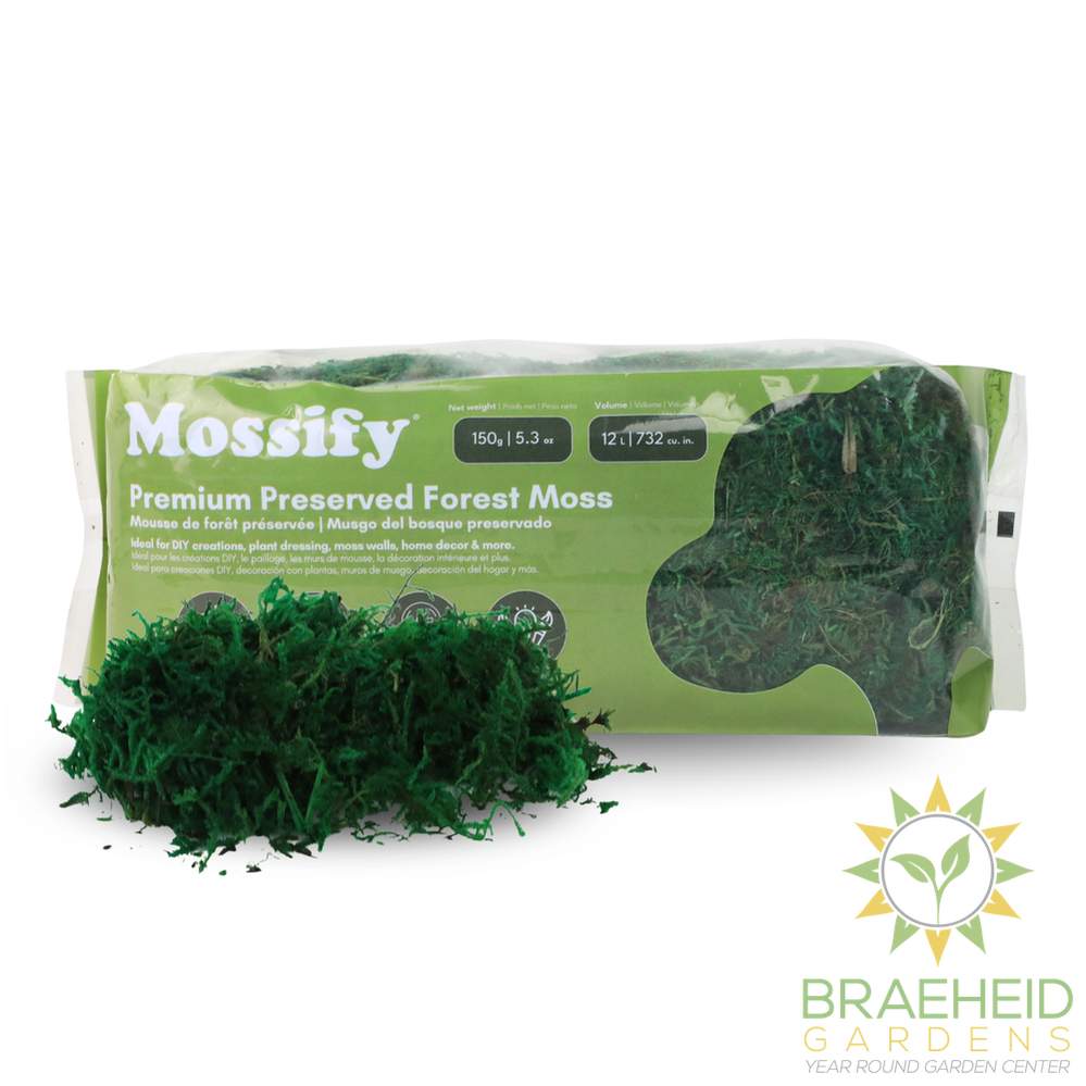Premium Preserved Forest Moss