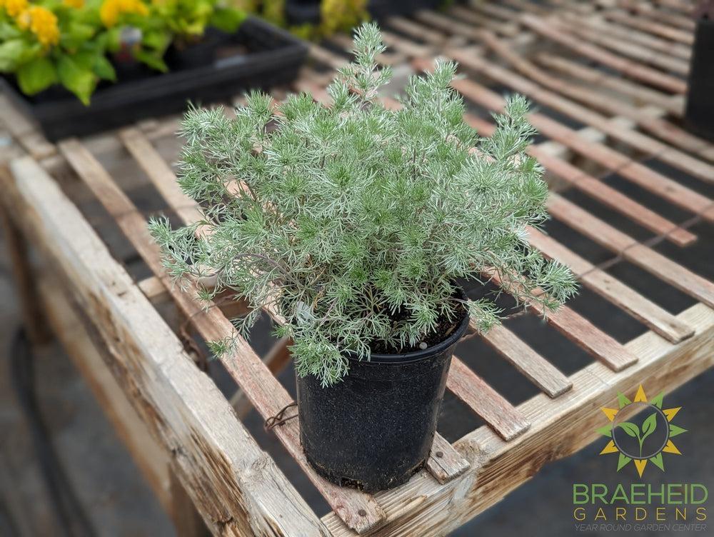 Silver Mound Artemisia