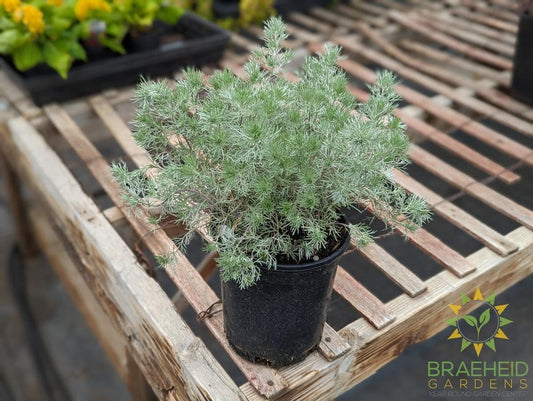 Silver Mound Artemisia