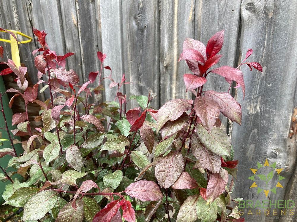 Purple Leaf Plum/Sand Cherry- Tree for sale, Grown in Grande Prairie -Braeheid Gardens Ltd. on Emerson Trail