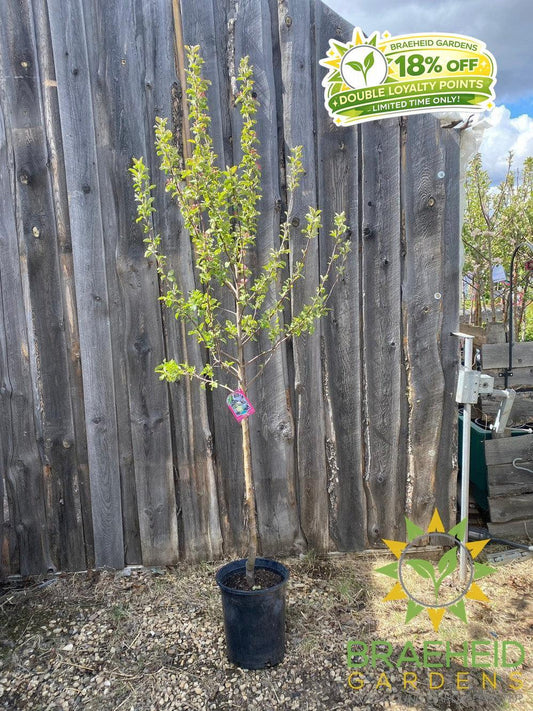 Dexter Jackson Apple- Tree for sale, Grown in Grande Prairie -Braeheid Gardens Ltd. on Emerson Trail