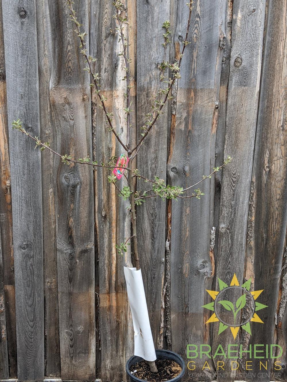 Haralson Apple- Tree for sale, Grown in Grande Prairie -Braeheid Gardens Ltd. on Emerson Trail