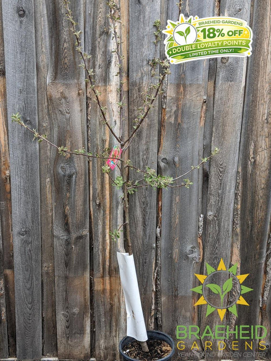 Haralson Apple- Tree for sale, Grown in Grande Prairie -Braeheid Gardens Ltd. on Emerson Trail