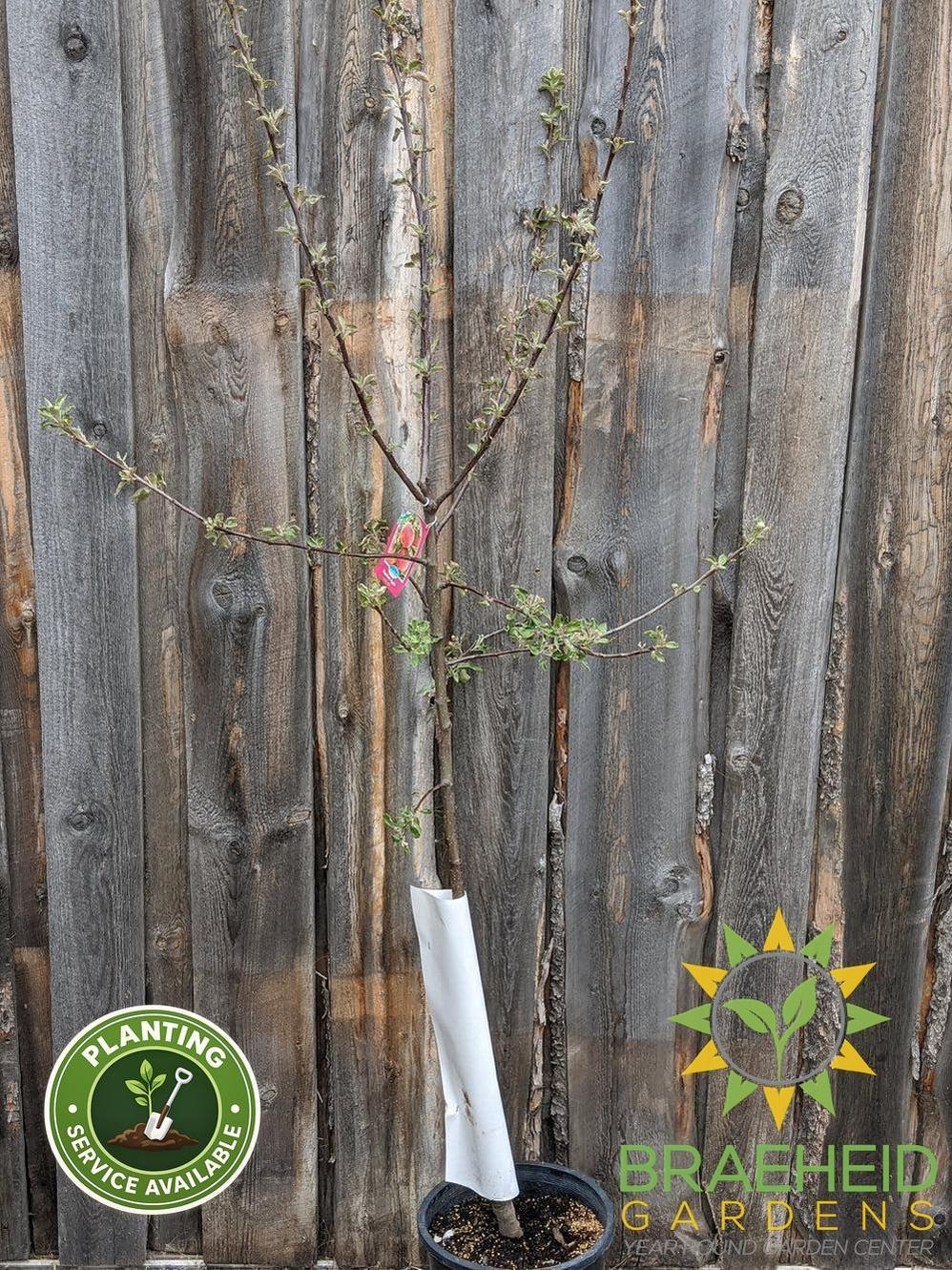 Haralson Apple- Tree for sale, Grown in Grande Prairie -Braeheid Gardens Ltd. on Emerson Trail