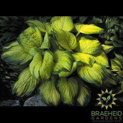 Stained Glass Hosta - NO SHIP