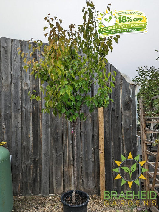 Princess Kay Plum- Tree for sale, Grown in Grande Prairie -Braeheid Gardens Ltd. on Emerson Trail