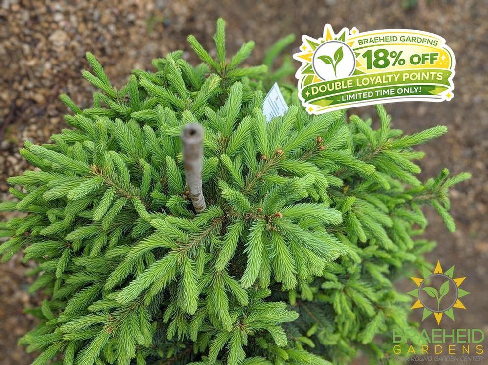 Black Hills Spruce- Tree for sale, Grown in Grande Prairie -Braeheid Gardens Ltd. on Emerson Trail