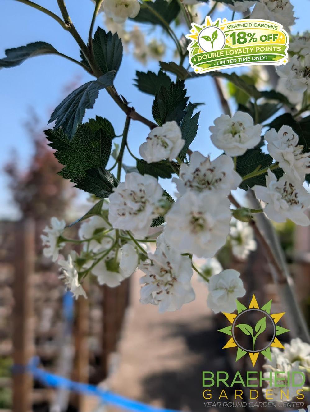 Snowbird Hawthorn