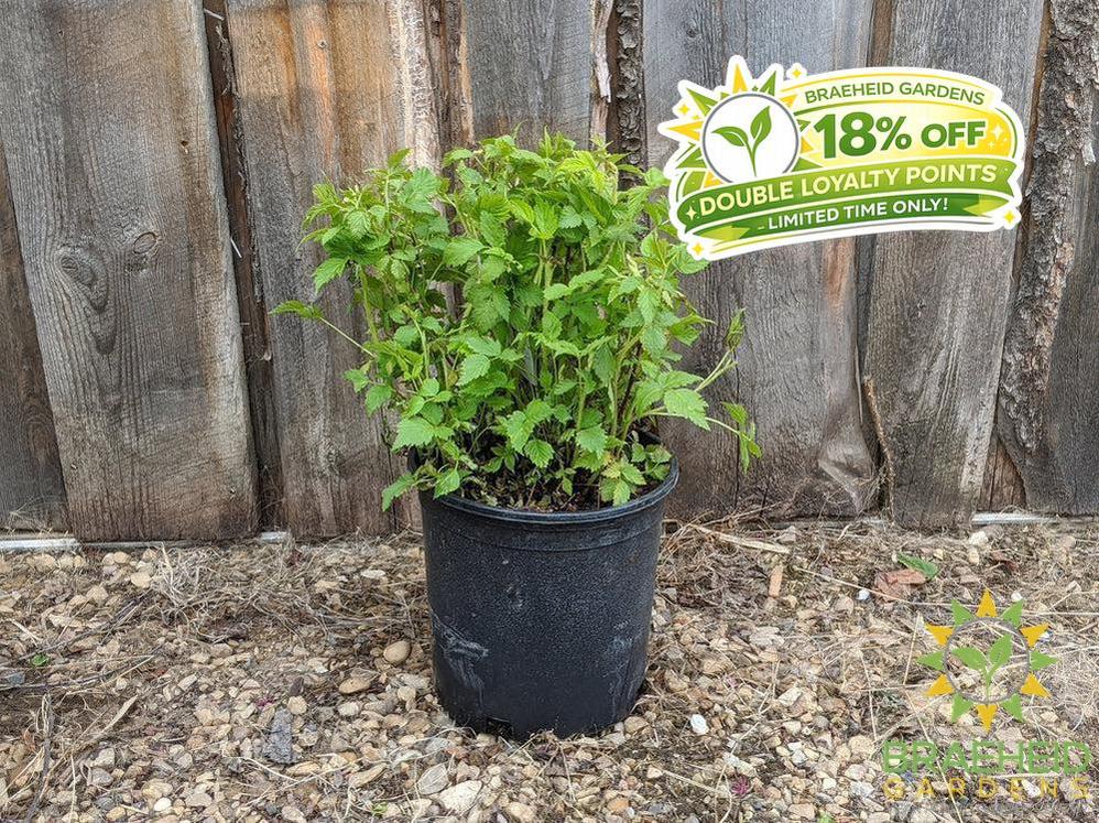 Buy Native Raspberry an Edible Shrub in Grande Prairie Alberta - Braeheid Gardens Ltd.