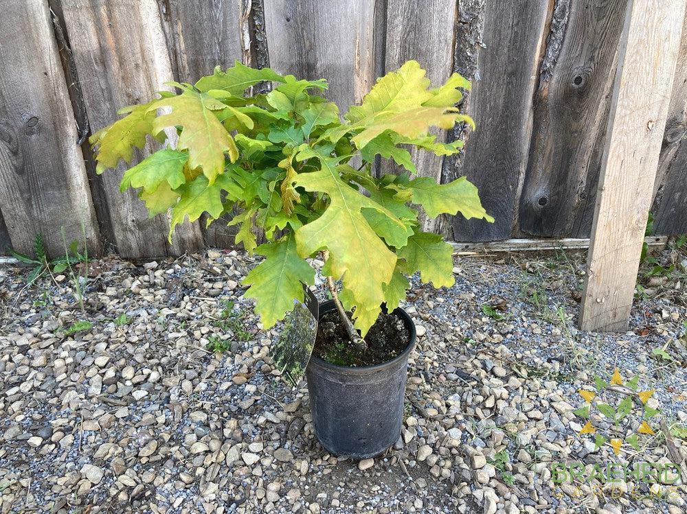Bur Oak- Tree for sale, Grown in Grande Prairie -Braeheid Gardens Ltd. on Emerson Trail