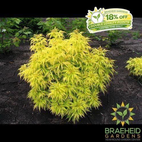Morden Golden Glow Elder