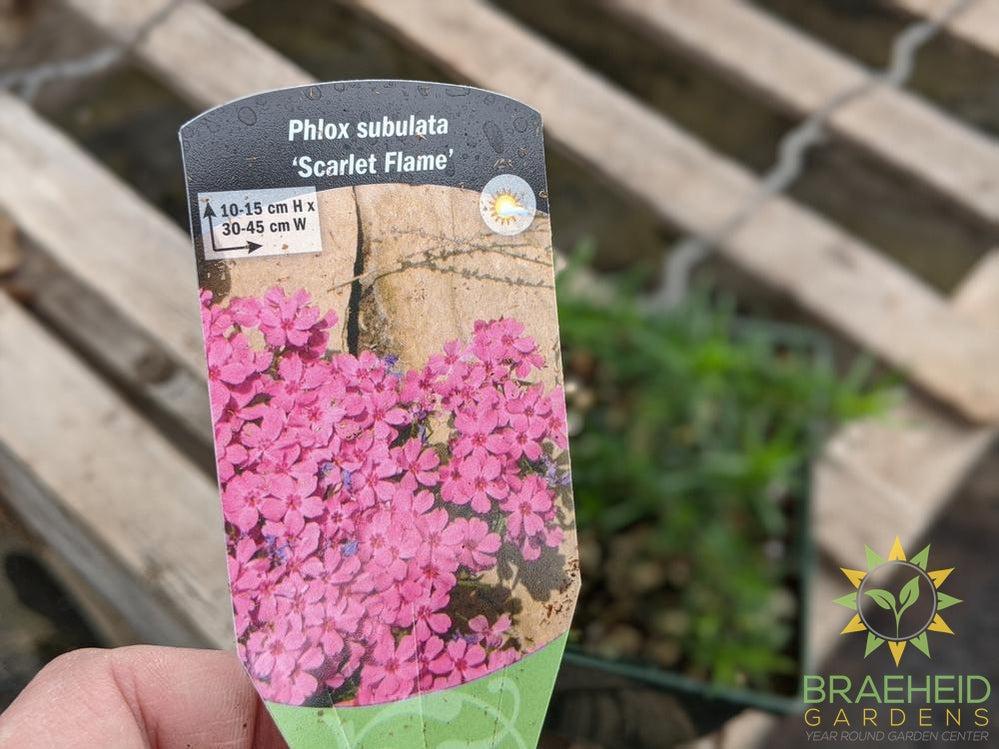 Phlox 'Scarlet Flame' - NO SHIP -
