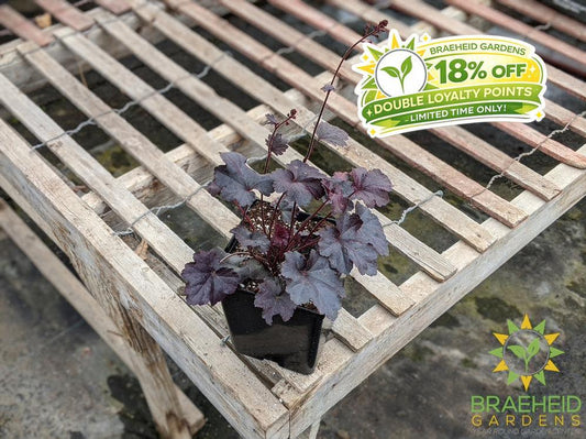 Heuchera 'Obsidian' - NO SHIP -