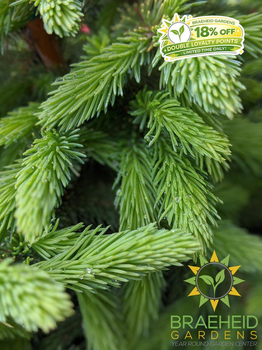 Black Hills Spruce- Tree for sale, Grown in Grande Prairie -Braeheid Gardens Ltd. on Emerson Trail