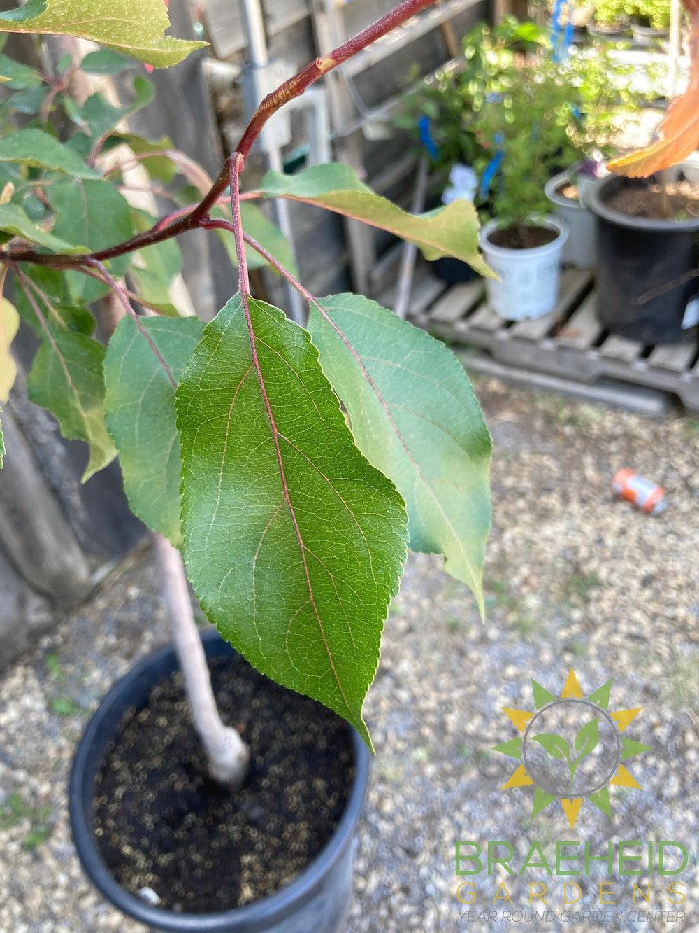 Selkirk Flowering Crabapple- Tree for sale, Grown in Grande Prairie -Braeheid Gardens Ltd. on Emerson Trail