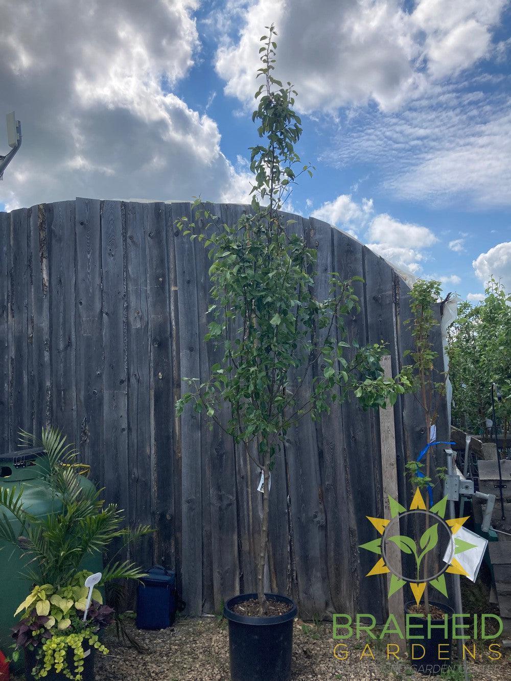Golden Spice Pear- Tree for sale, Grown in Grande Prairie -Braeheid Gardens Ltd. on Emerson Trail