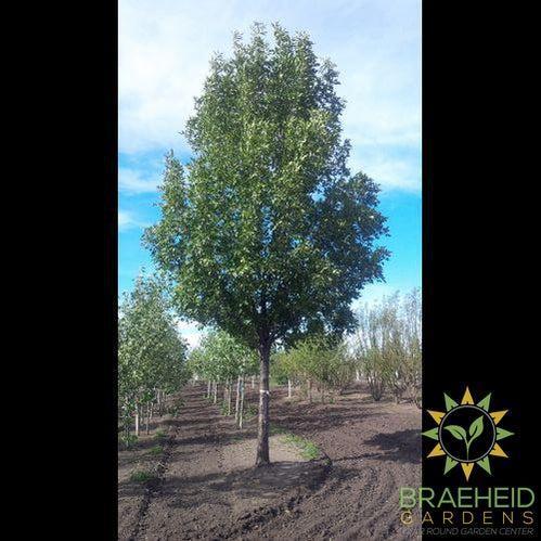 Trojan Green Ash- Tree for sale, Grown in Grande Prairie -Braeheid Gardens Ltd. on Emerson Trail