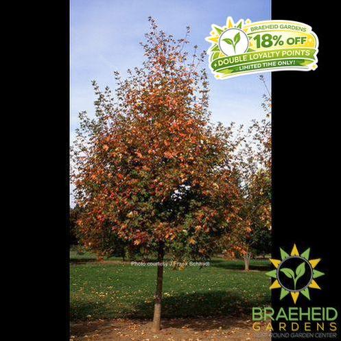 Rocky Mountain Glow® Big Tooth Maple- Tree for sale, Grown in Grande Prairie -Braeheid Gardens Ltd. on Emerson Trail
