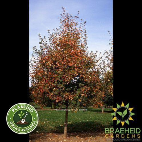 Rocky Mountain Glow® Big Tooth Maple- Tree for sale, Grown in Grande Prairie -Braeheid Gardens Ltd. on Emerson Trail