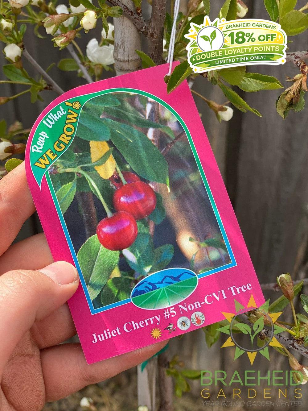 Juliet Cherry Tree- Tree for sale, Grown in Grande Prairie -Braeheid Gardens Ltd. on Emerson Trail