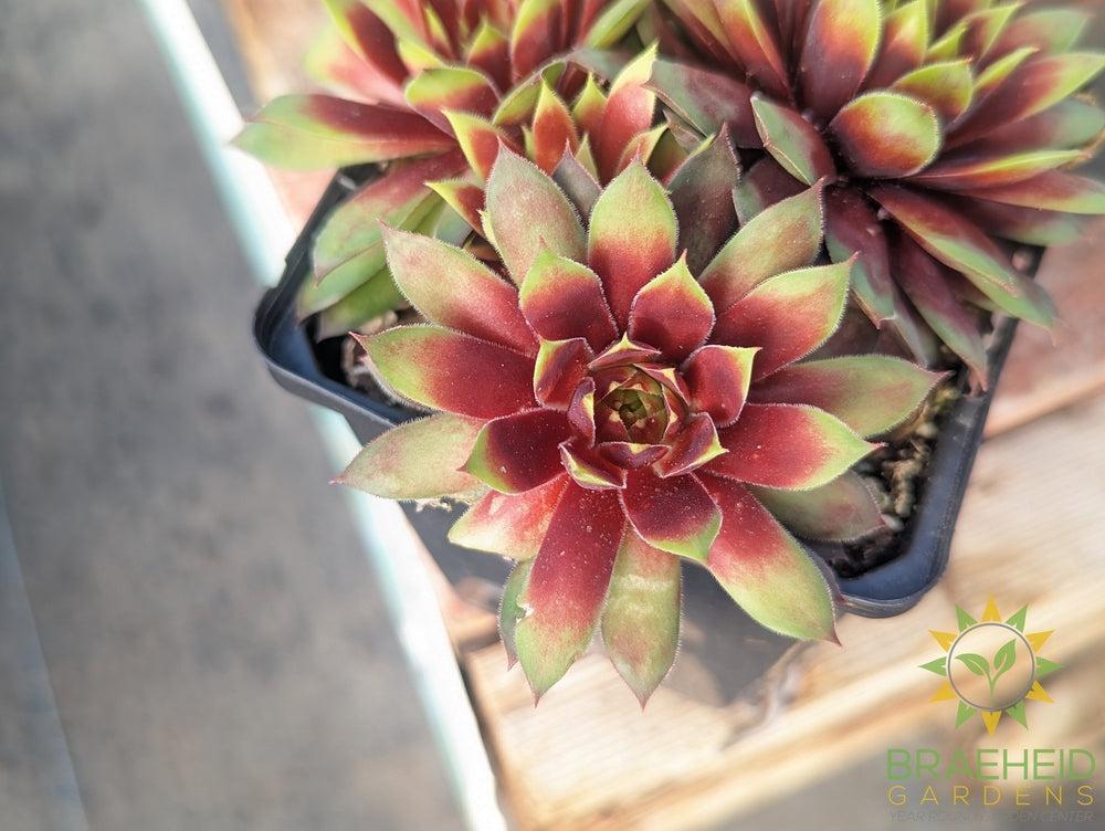 Sempervivum Chick Charms (open for more)
