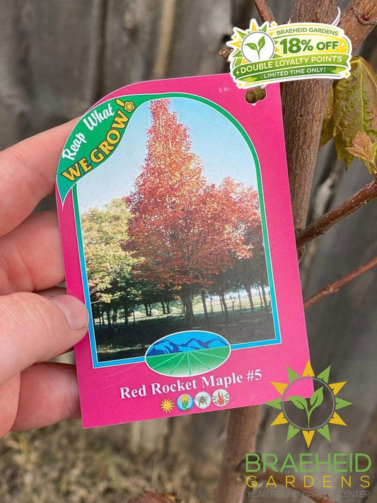 Red Rocket Maple- Tree for sale, Grown in Grande Prairie -Braeheid Gardens Ltd. on Emerson Trail