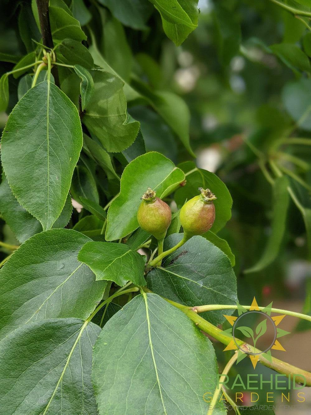 Golden Spice Pear- Tree for sale, Grown in Grande Prairie -Braeheid Gardens Ltd. on Emerson Trail