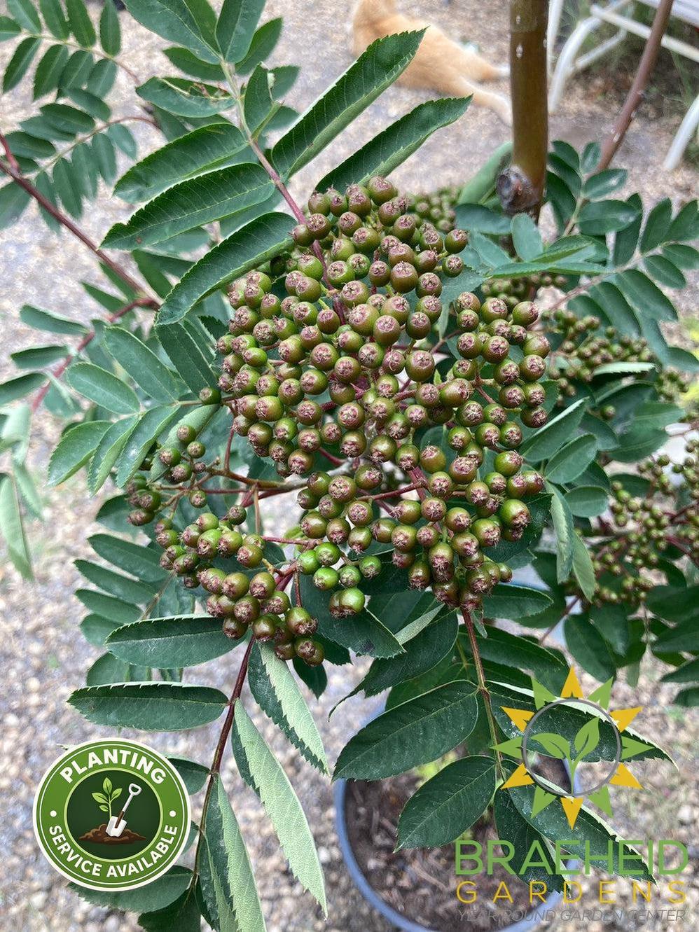 Showy Mountain Ash- Tree for sale, Grown in Grande Prairie -Braeheid Gardens Ltd. on Emerson Trail