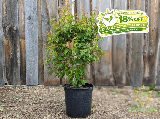 rocky mountain maple