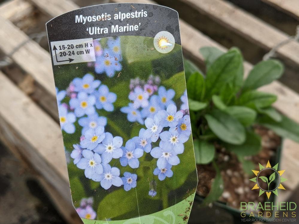 Myosotis 'Ultra Marine' - NO SHIP -