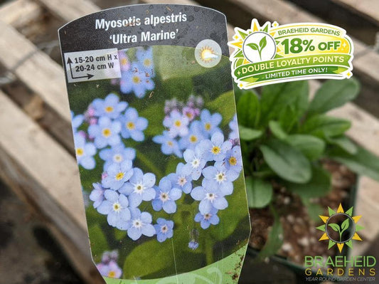 Myosotis 'Ultra Marine' - NO SHIP -