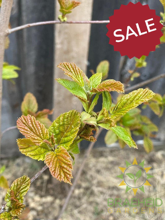 Hot Wings® Tatarian Maple- Tree for sale, Grown in Grande Prairie -Braeheid Gardens Ltd. on Emerson Trail