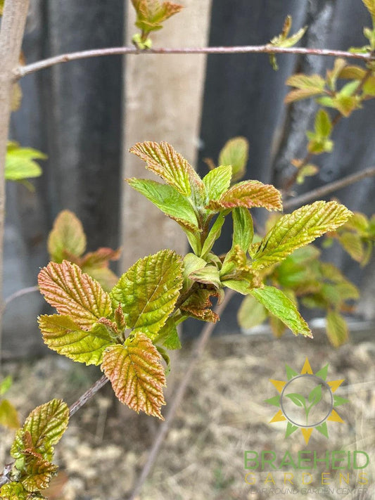 Hot Wings® Tatarian Maple- Tree for sale, Grown in Grande Prairie -Braeheid Gardens Ltd. on Emerson Trail