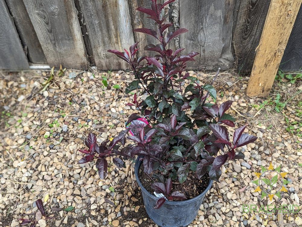 Purple Leaf Plum/Sand Cherry- Tree for sale, Grown in Grande Prairie -Braeheid Gardens Ltd. on Emerson Trail