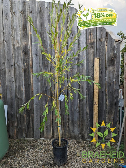 Prairie Cascade Weeping Willow- Tree for sale, Grown in Grande Prairie -Braeheid Gardens Ltd. on Emerson Trail
