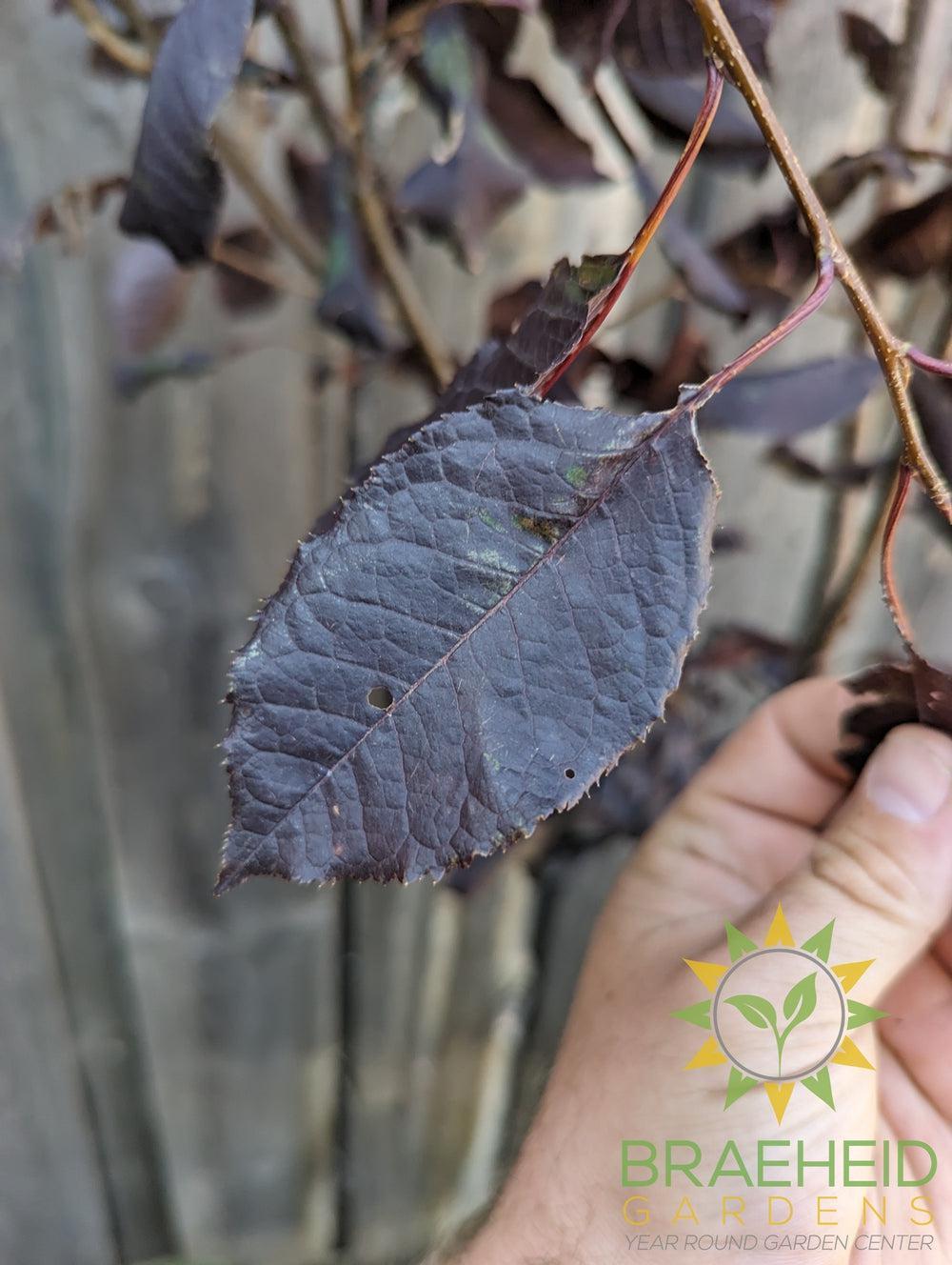 Bailey's Select Schubert Chokecherry- Tree for sale, Grown in Grande Prairie -Braeheid Gardens Ltd. on Emerson Trail