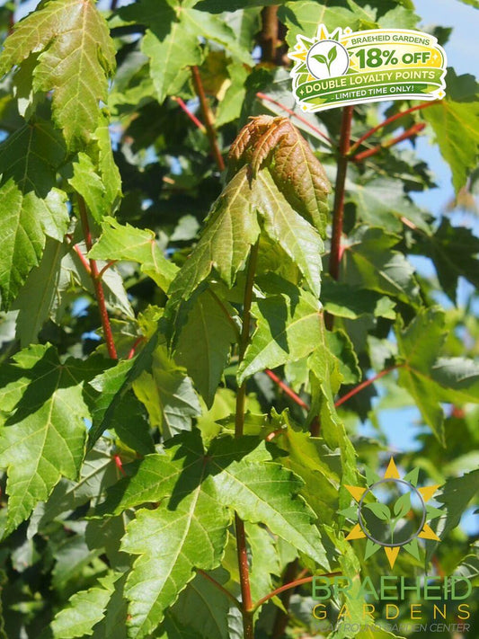 Red Wing Tatarian Maple