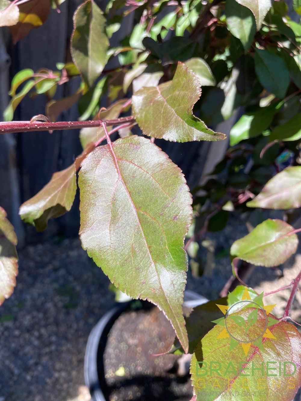 Pink Spires Flowering Crabapple- Tree for sale, Grown in Grande Prairie -Braeheid Gardens Ltd. on Emerson Trail