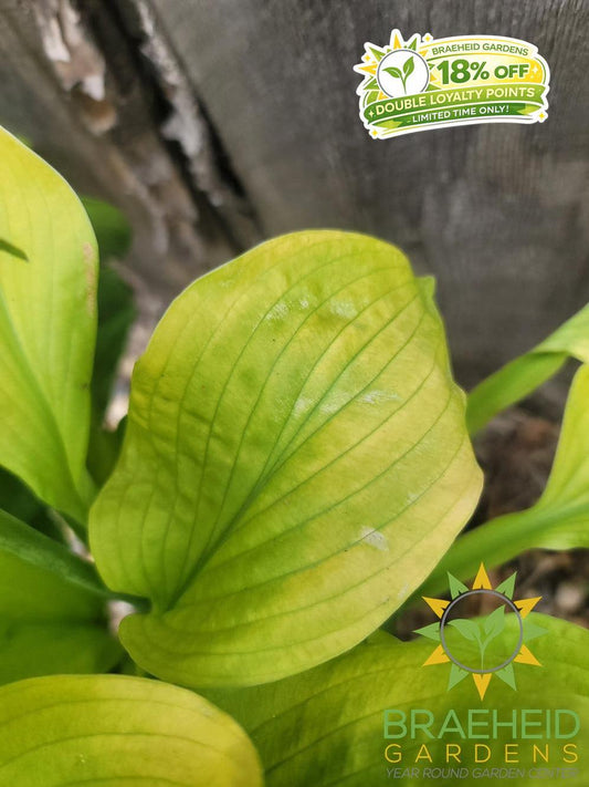 Hosta August Moon -NO SHIP -