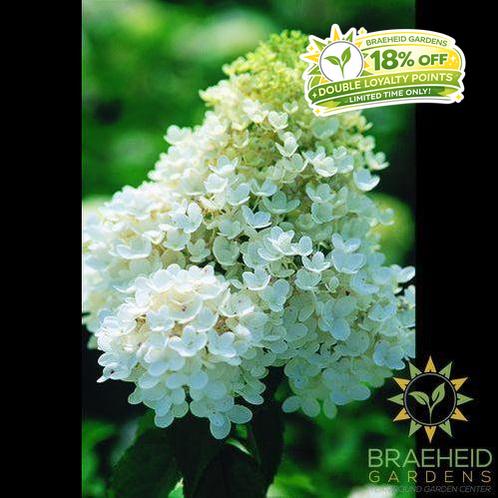 Peegee Hydrangea