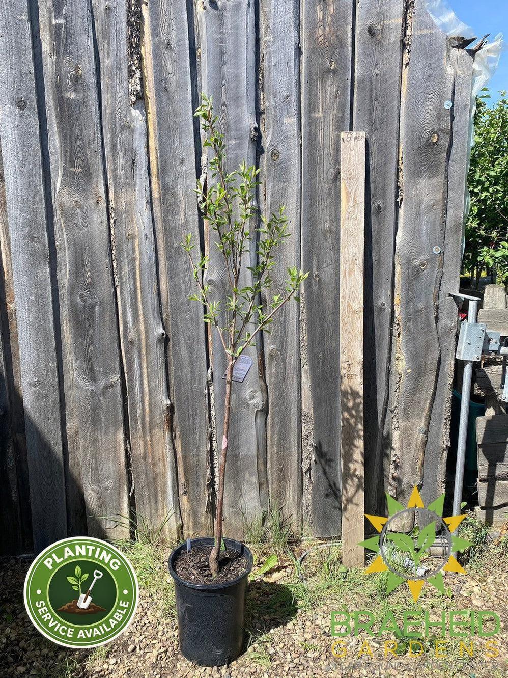 Compass Cherry-Plum- Tree for sale, Grown in Grande Prairie -Braeheid Gardens Ltd. on Emerson Trail