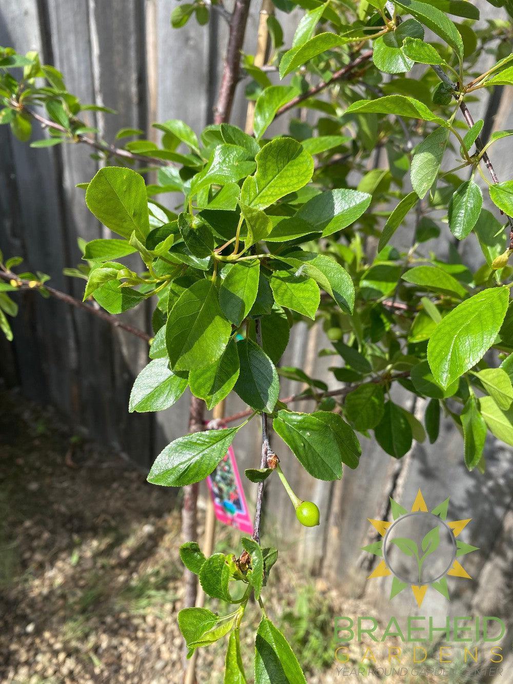 Crimson Passion Cherry Tree- Tree for sale, Grown in Grande Prairie -Braeheid Gardens Ltd. on Emerson Trail