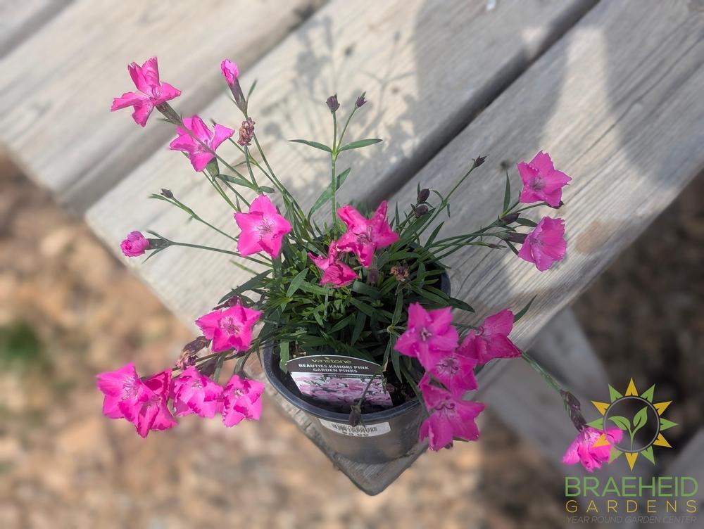 Dianthus x 'Beauties Kahori Pink'